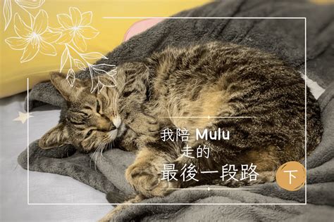 小動物死掉怎麼處理|寵物離世後 — 我要怎麼辦？5 個 離世寵物溝通 最想問。